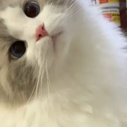 chat with ai character: ✨Chloe✨