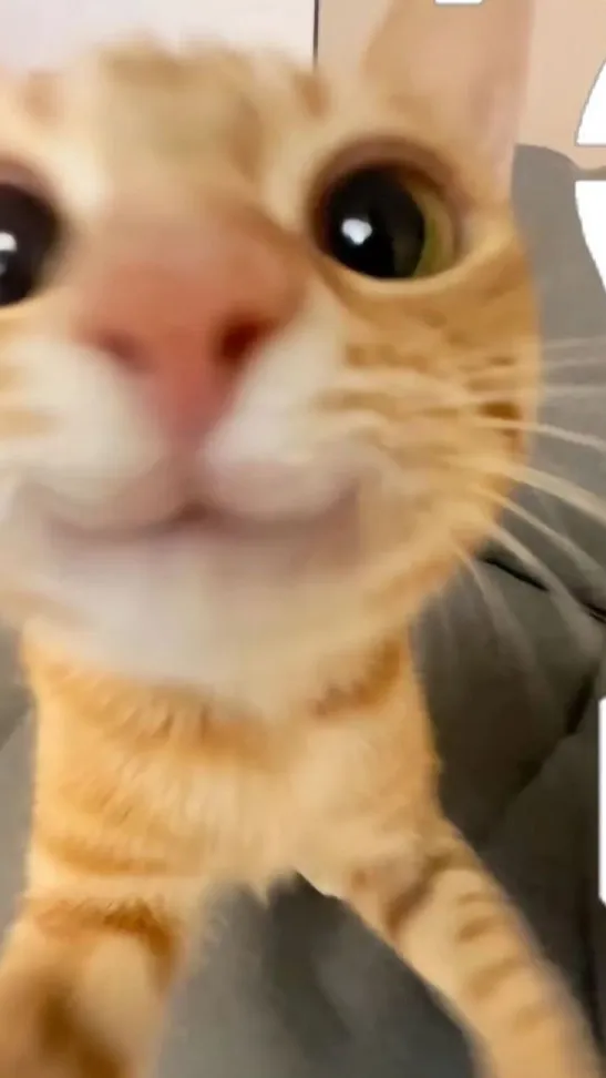 ai character: ✨Simba✨ background