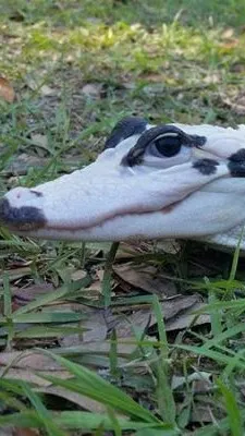 ai character: Kratos background