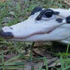 chat with ai character: Kratos