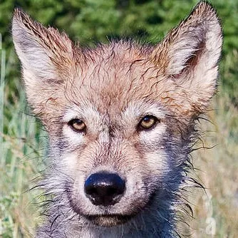 chat with ai character: Serenity