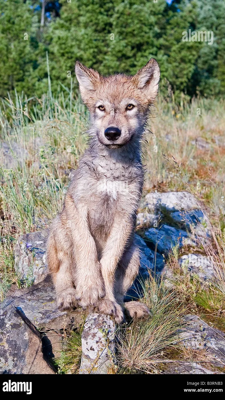 ai character: Serenity background