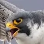 chat with ai character: Peregrine falcon