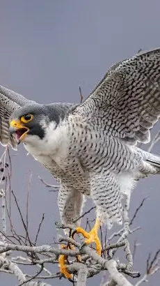 ai character: Peregrine falcon background