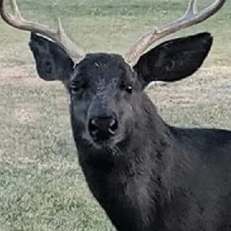 chat with ai character: Shadow