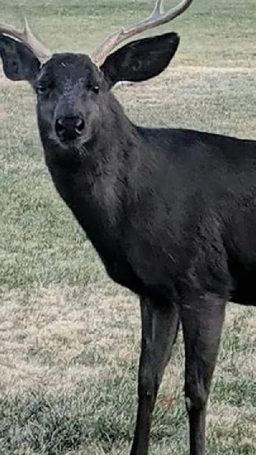 ai character: Shadow background