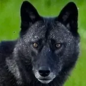 chat with ai character: Nova