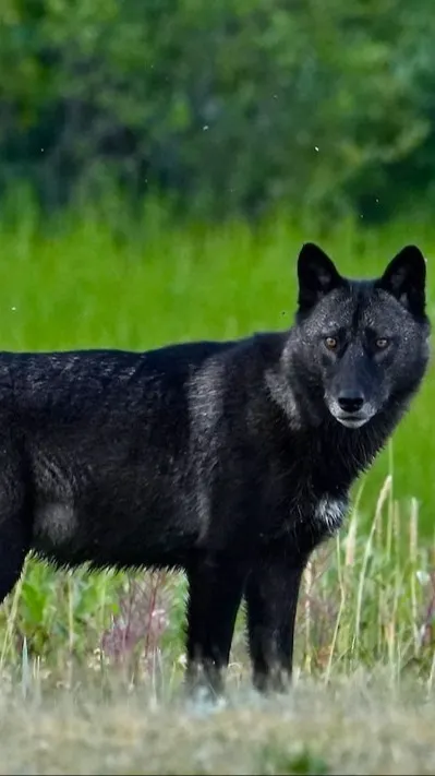 ai character: Nova background