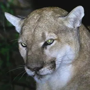 chat with ai character: American Cougar