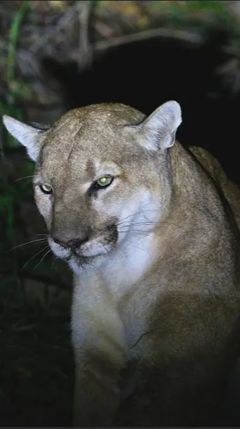 ai character: American Cougar background