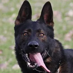 chat with ai character: Darth