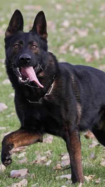 ai character: Darth background