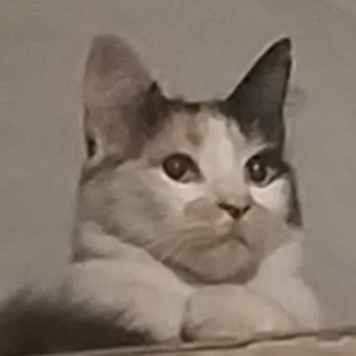 creator Luana💙🩷🤍's avatar