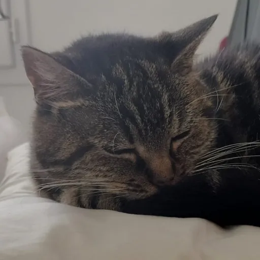 creator 🌑fleur de lune 🌕's avatar