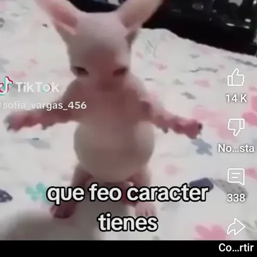 creator SAMIR🥀🌹tu bff's avatar