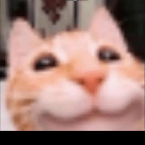 creator TyrannoCat's avatar