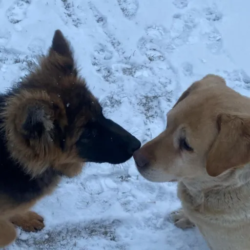 creator Xiaora19283's avatar