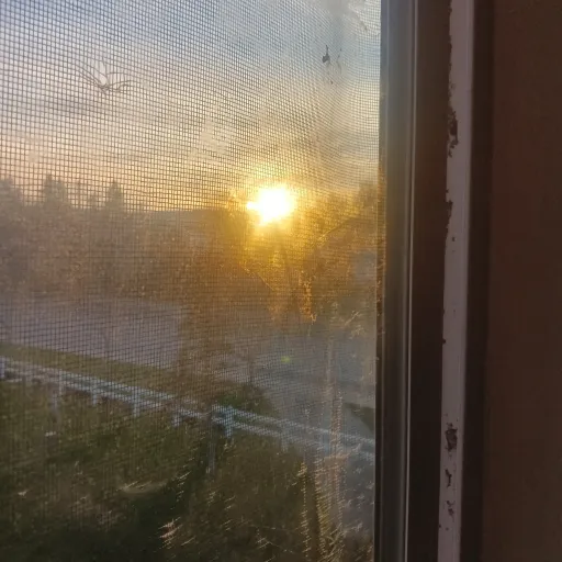 creator dandys world hais's avatar