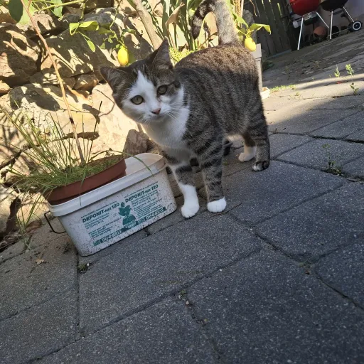 creator Majapoppy's avatar