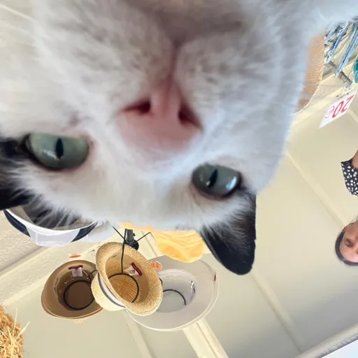 creator mino_cookie ☀'s avatar