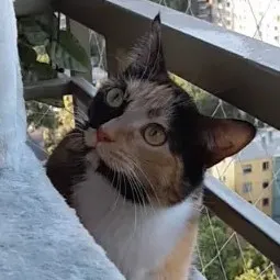 creator Amanda talkie's avatar