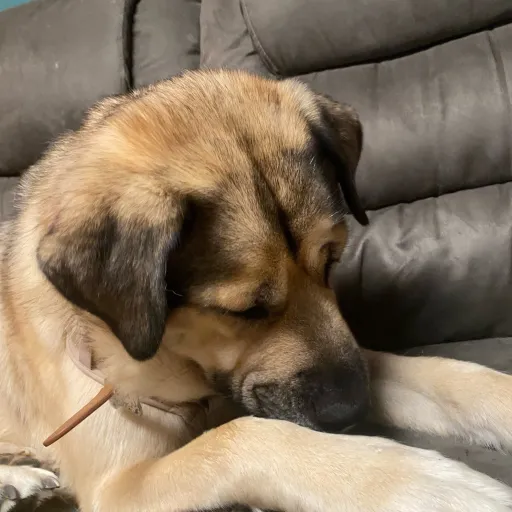 creator CinimonRoll Fan's avatar