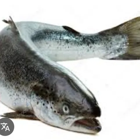 creator SONOUNSALMONE🔥✨'s avatar