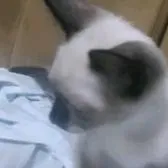 creator rip_adrian's avatar