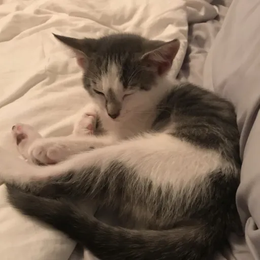 creator _AvaizXP_'s avatar