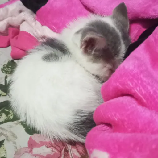 creator Deivin hurtado's avatar