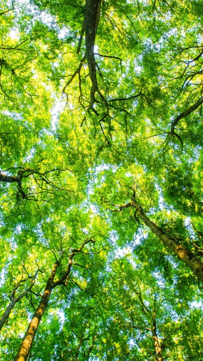 ai character: KNY KAREN background