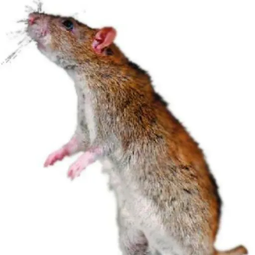 creator 💮EINHORN_LOVER💮's avatar