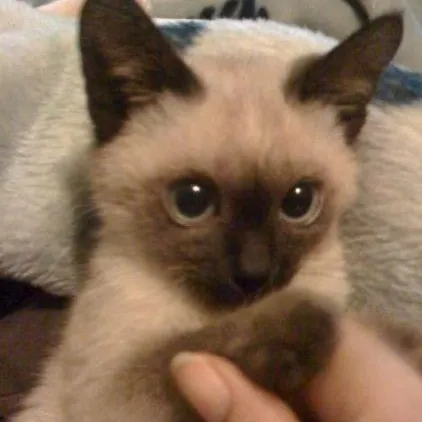 creator wenda×gray😁💖💖's avatar