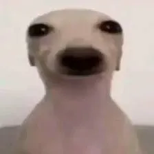 creator mi gatito favorito's avatar