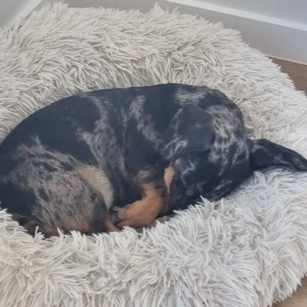 chat with ai character: Dash