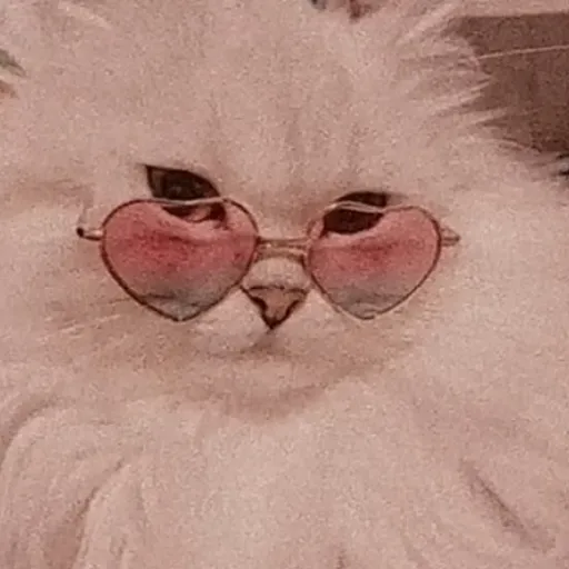 creator cat_heart ❤'s avatar