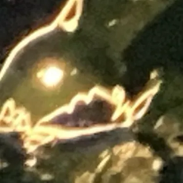 creator :Moon claw:/ !!'s avatar