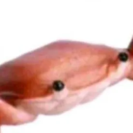 creator SOFIA B Ashley's avatar