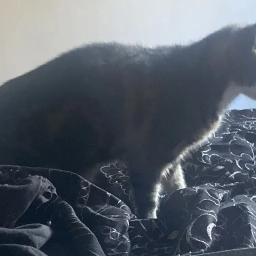 creator Sophieyourgurl's avatar