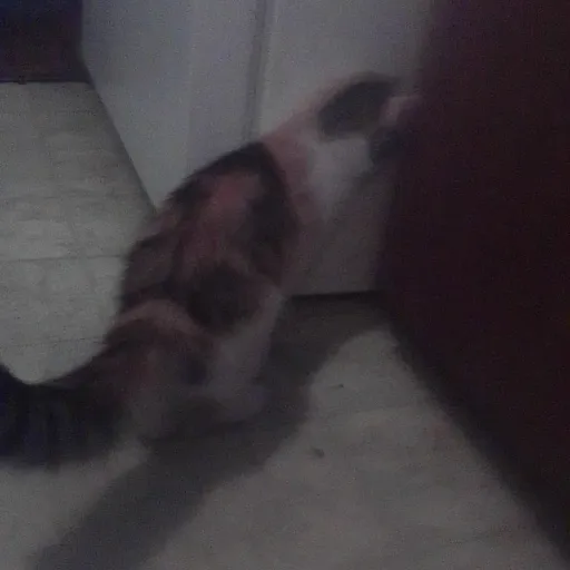 creator mixiy cat's avatar