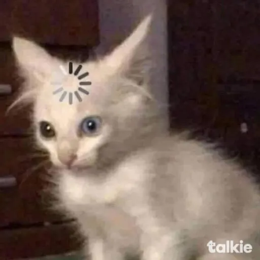 creator ?Confused Cat?'s avatar