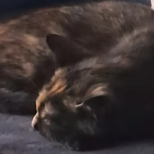 creator Velvique's avatar