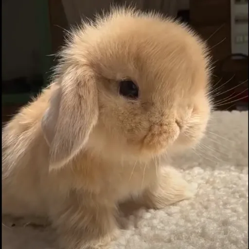 creator coelhinha-otaka's avatar