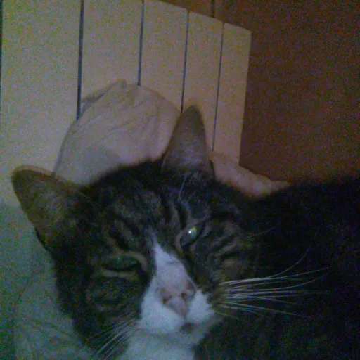 creator miaou 😺's avatar