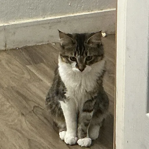 creator Benjamin the cat's avatar