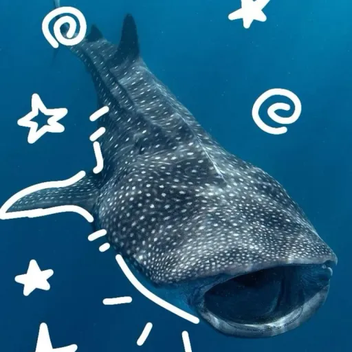 creator |/\|H@l3 $h@5K's avatar