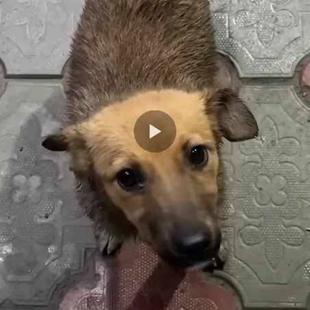 creator sononuova's avatar