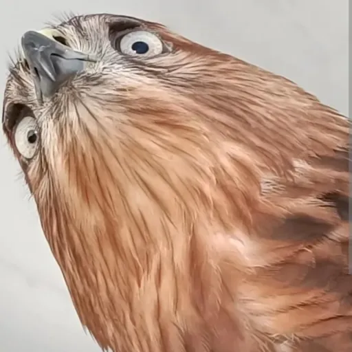 creator 🪶🦅hawks da diva🦅🪶's avatar