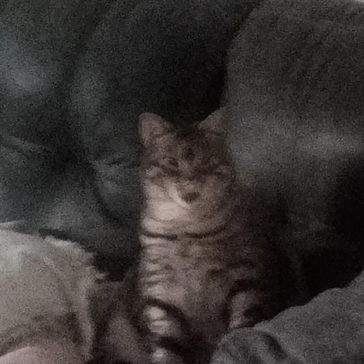 creator Im Locked in's avatar