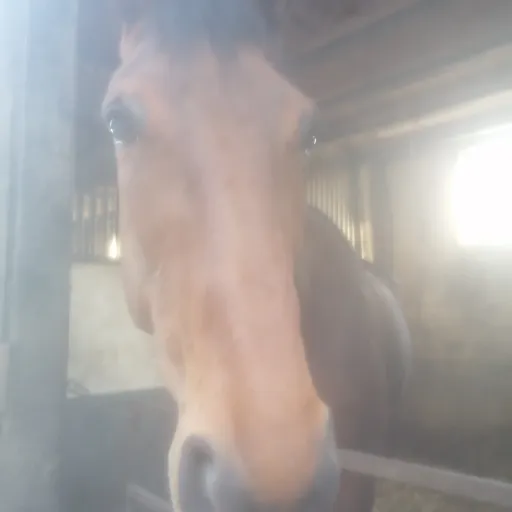 creator Ninonv59vermeulen🐎's avatar